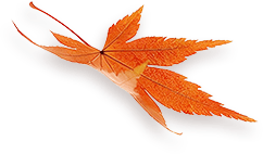 Maple 5