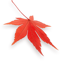 Maple 6