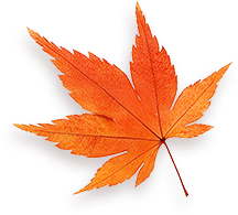 Maple 8