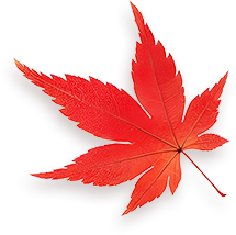 Maple 6