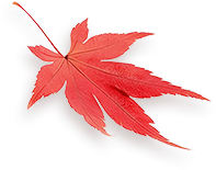 Maple 4