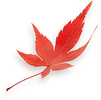 Maple 5