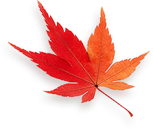 Maple 1